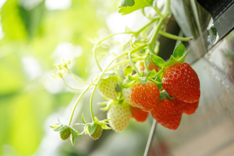 DIY Vertical Gutter Garden with Auto-Watering System Image